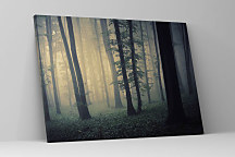 Obraz Ranná hmla v lese zs1218